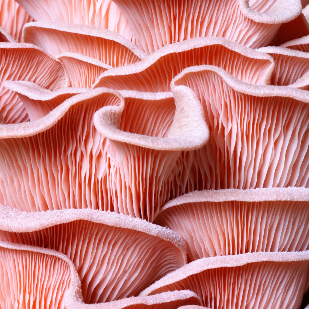 Oyster Varieties