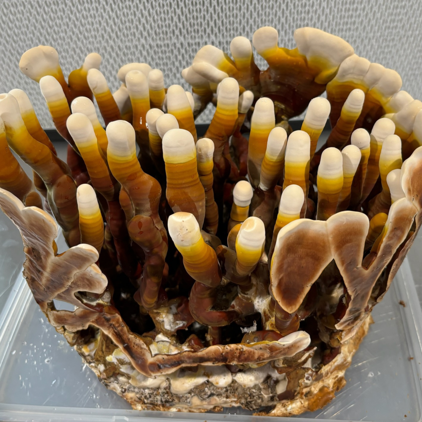 Antler Reishi Mushroom Grow Kit - Oak & Soy Hull with Millet Grain