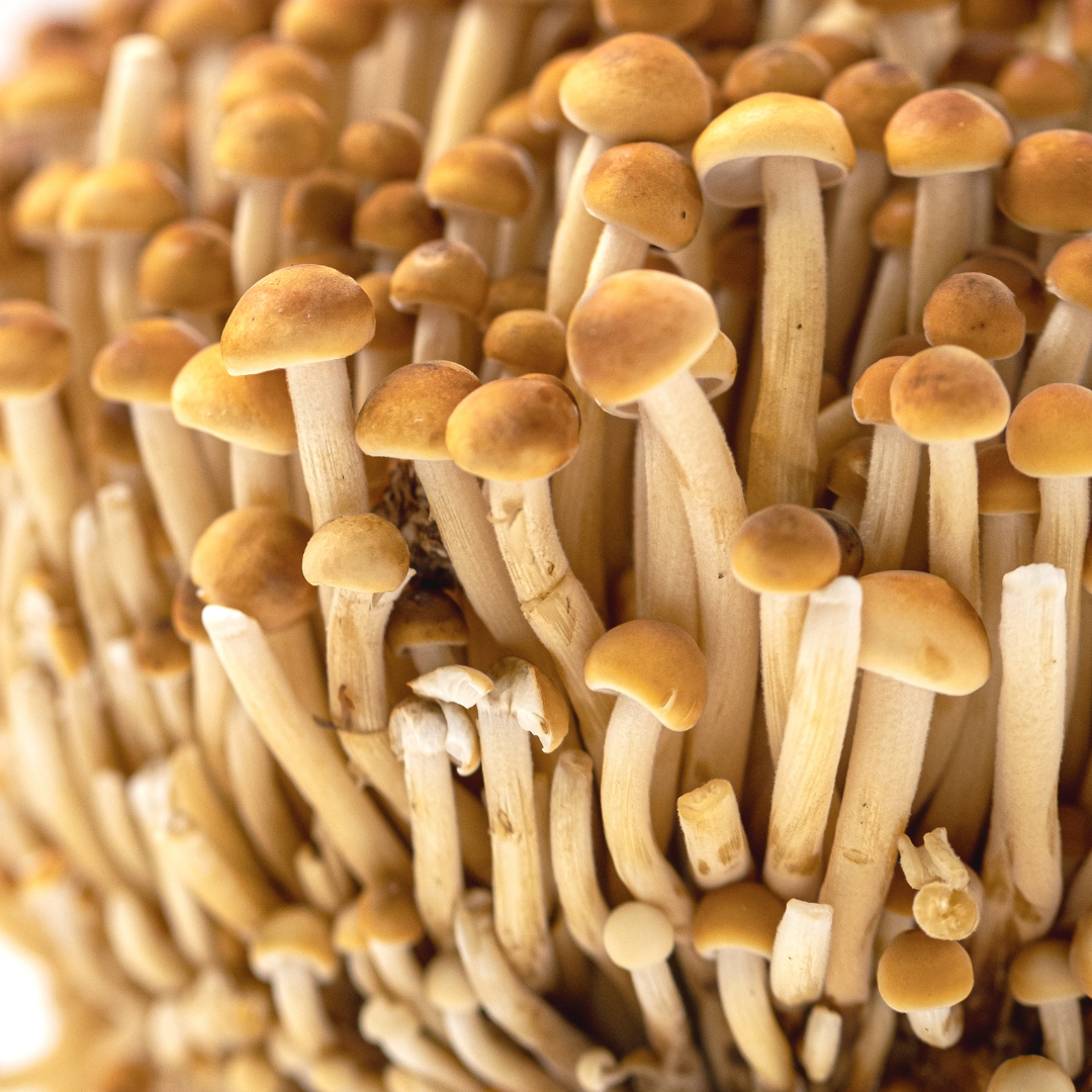 Golden Enoki