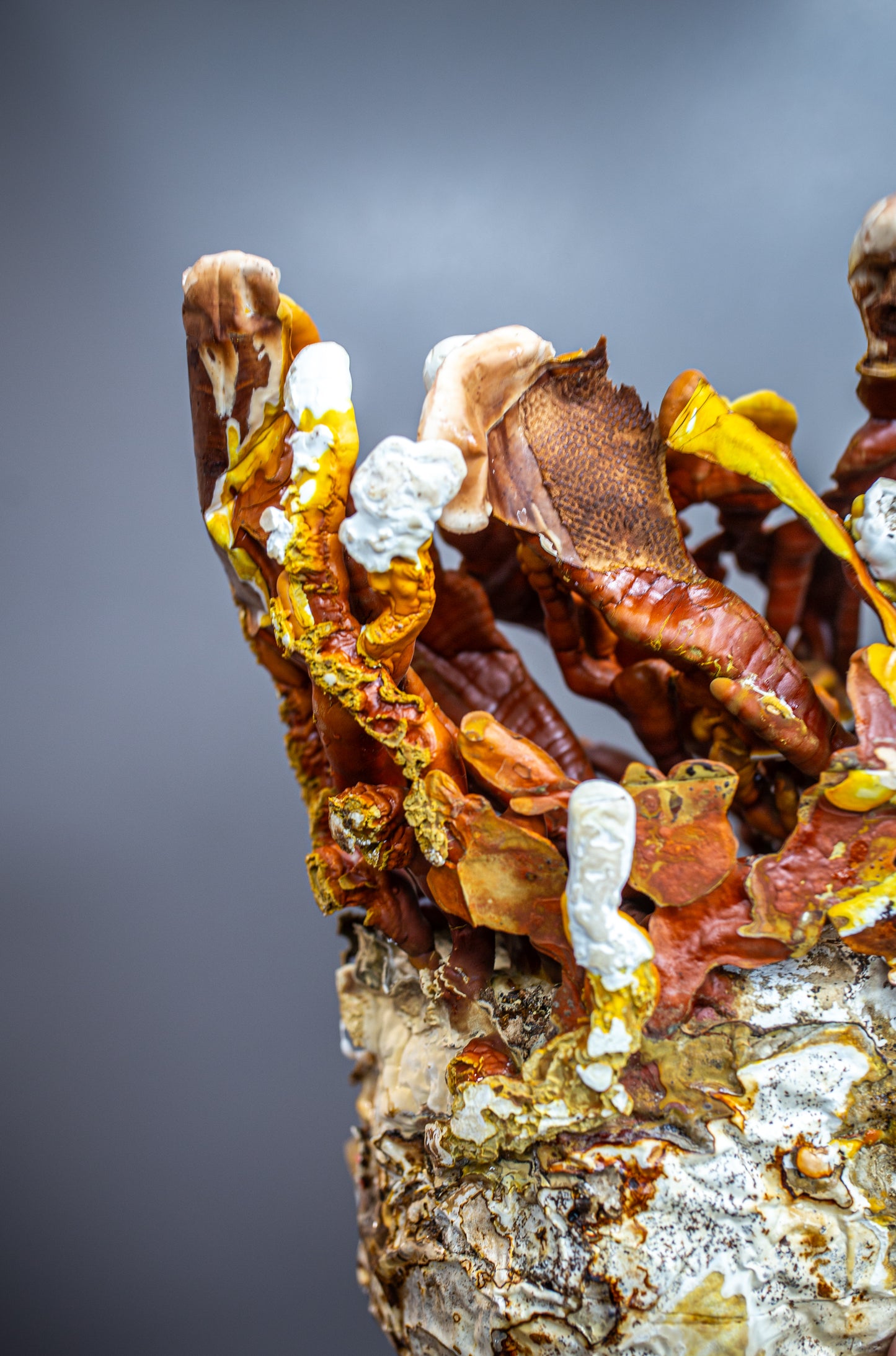 Mycelium Life