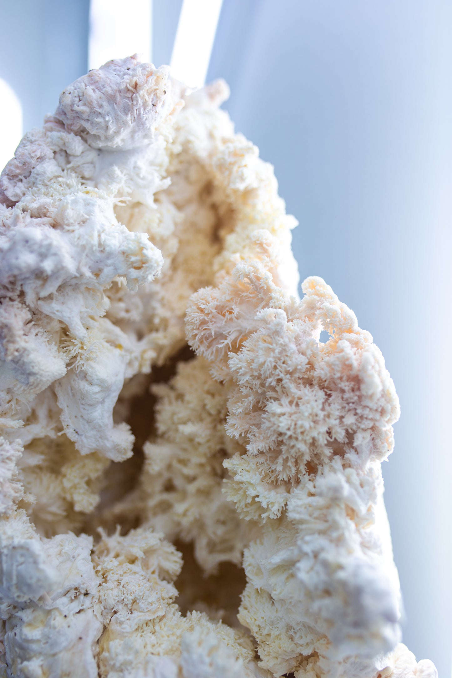 Mycelium Life