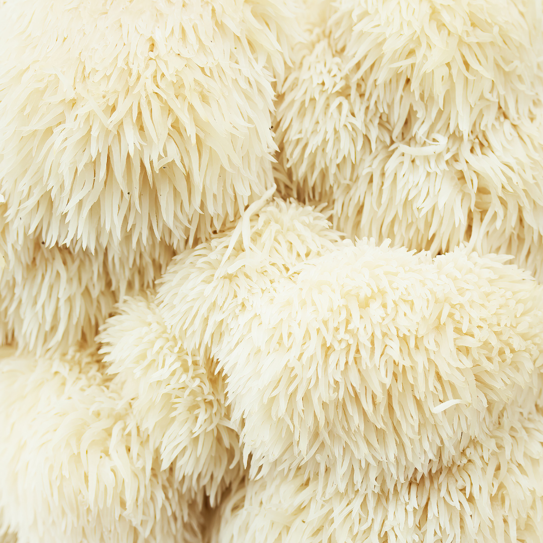 Lion's Mane