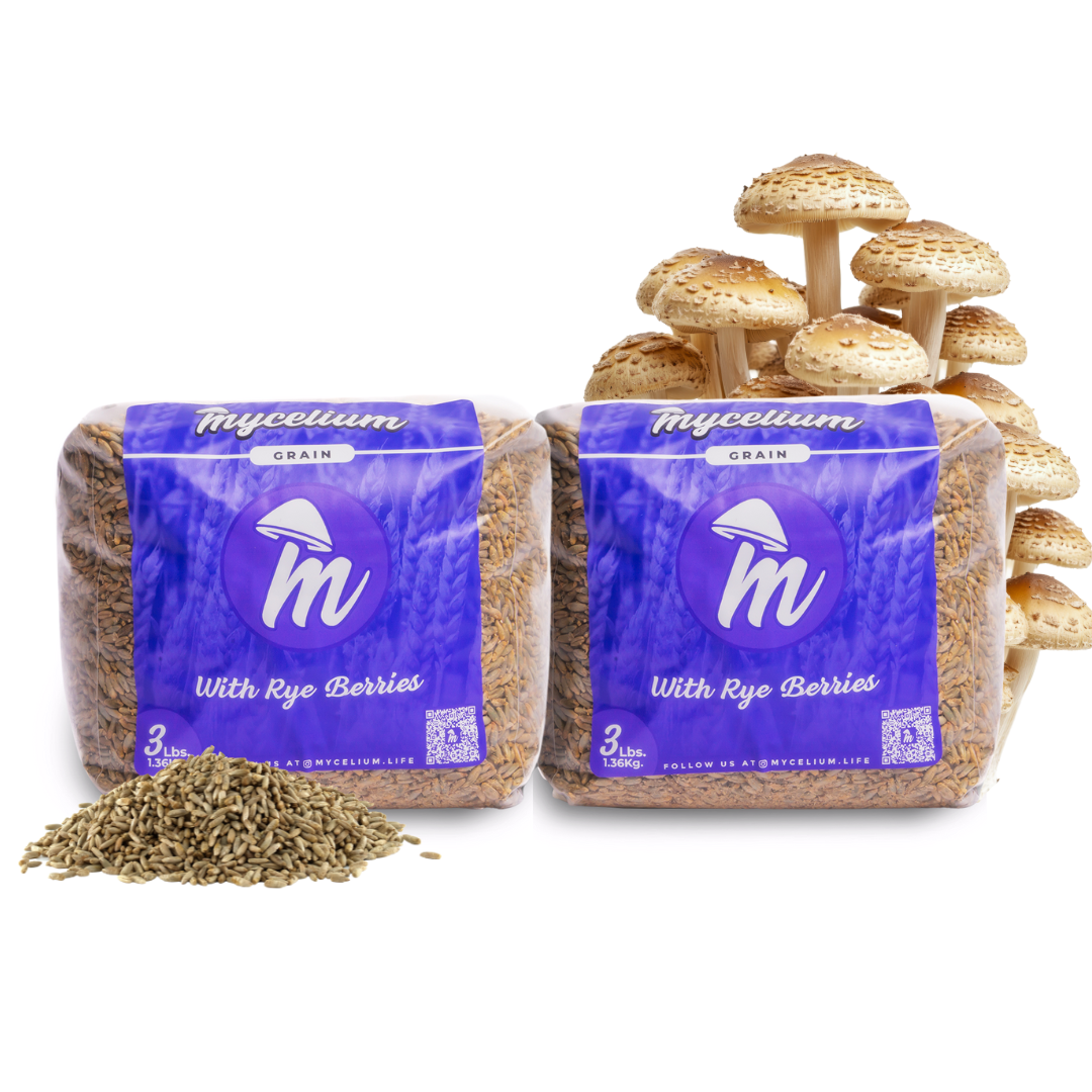 Sterile Rye Berries Grain Spawn