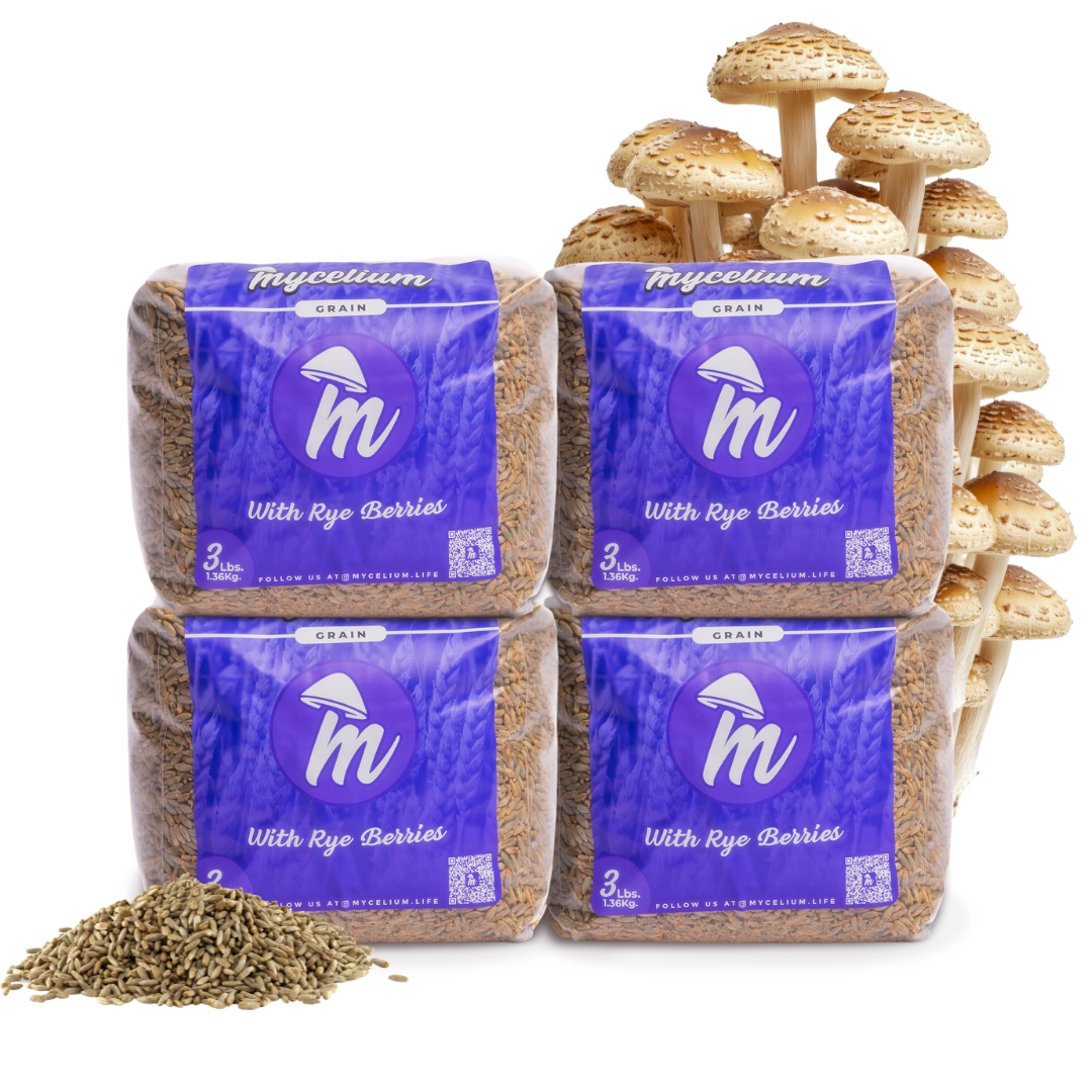 Sterile Rye Berries Grain Spawn