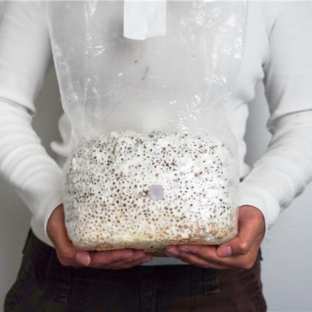 Sterile Rye Berries Grain Spawn
