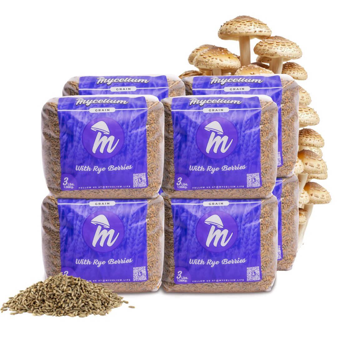 Sterile Rye Berries Grain Spawn