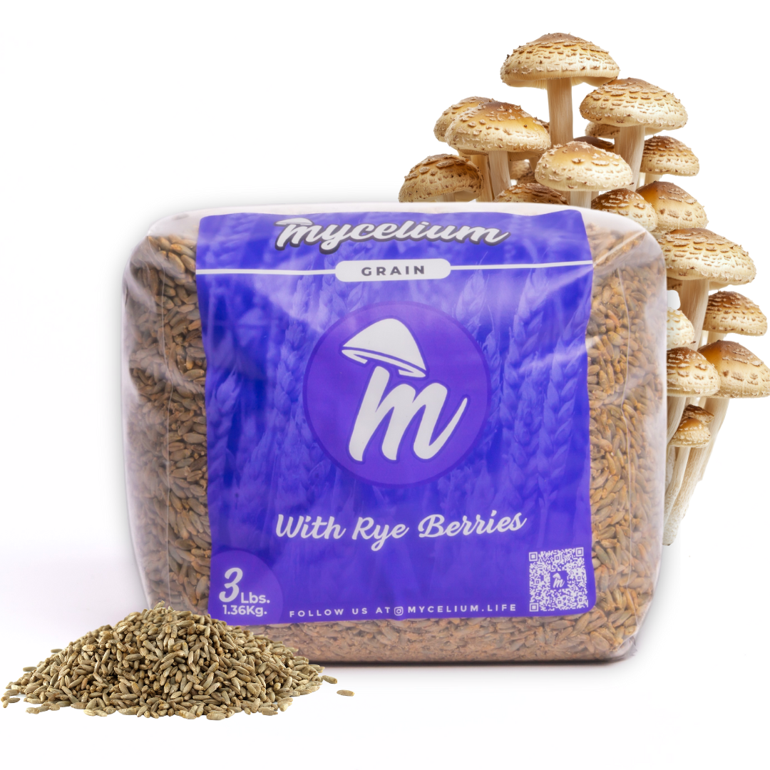 Sterile Rye Berries Grain Spawn