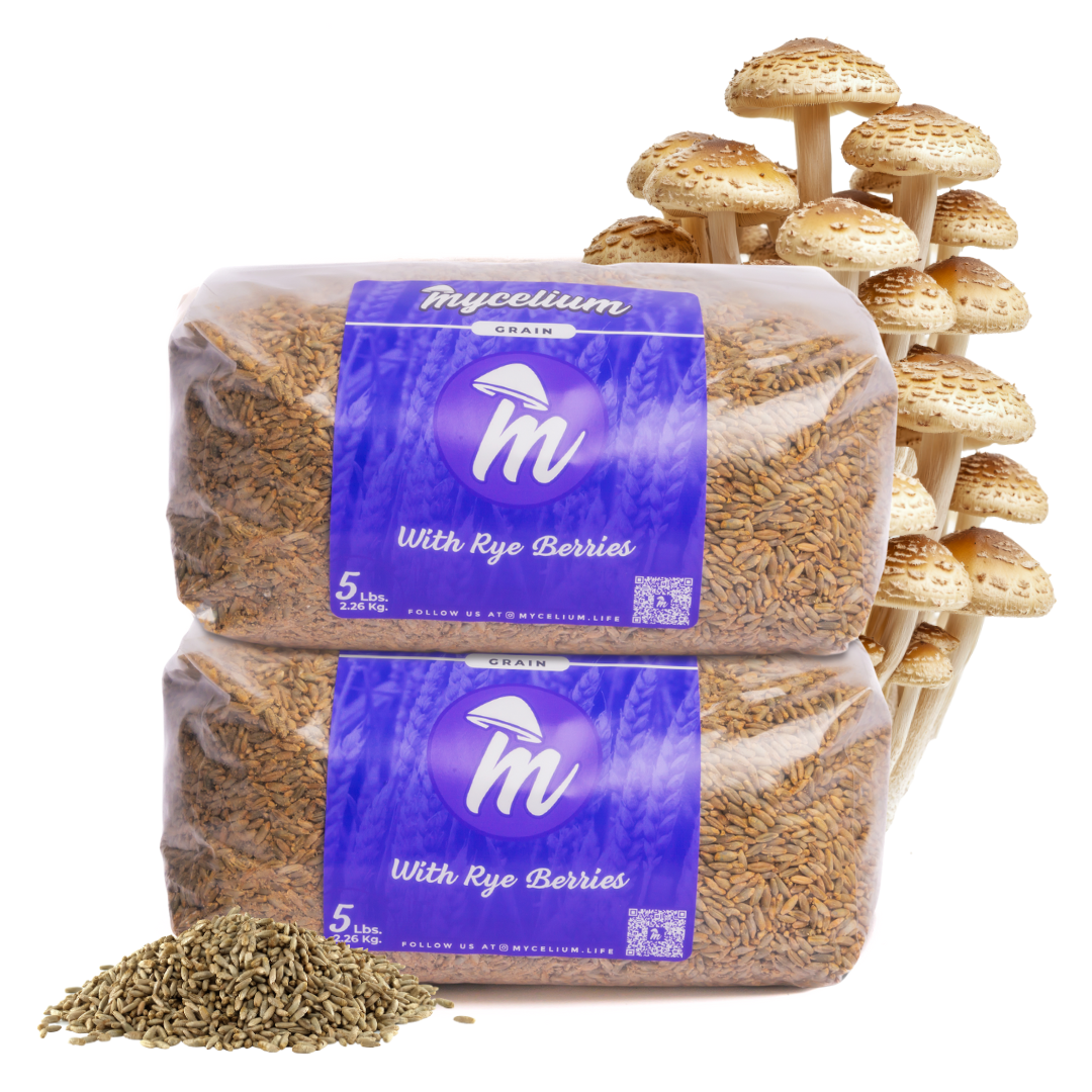 Sterile Rye Berries Grain Spawn