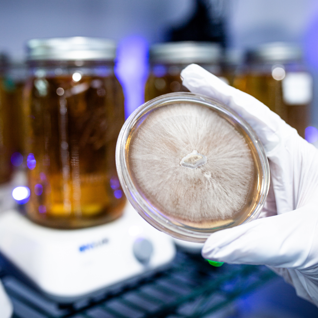 Pre-Poured Malt Extract Agar Plates | Sterile - 10 Count | Available in 100mm Dishes