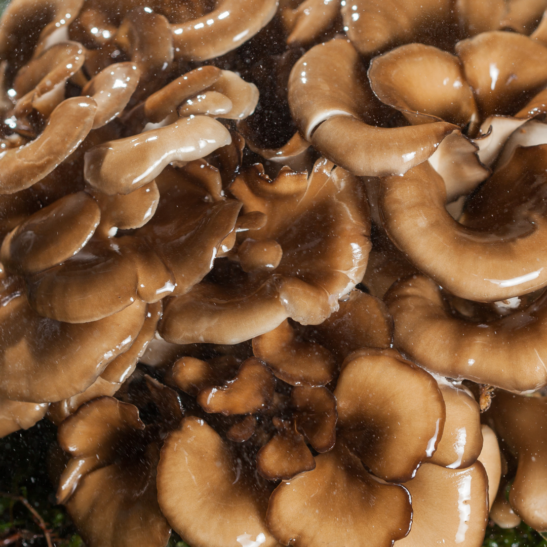 Maitake