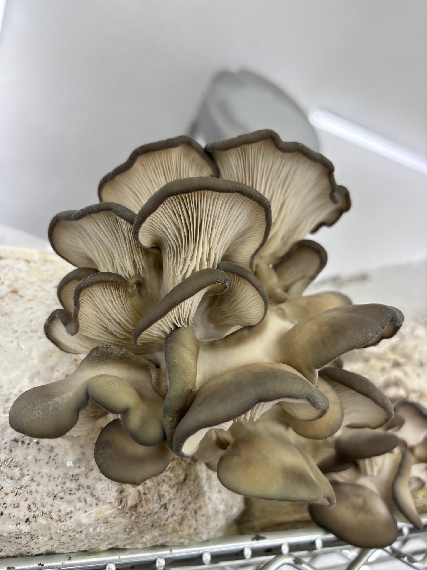 Fruiting & Harvest Guide