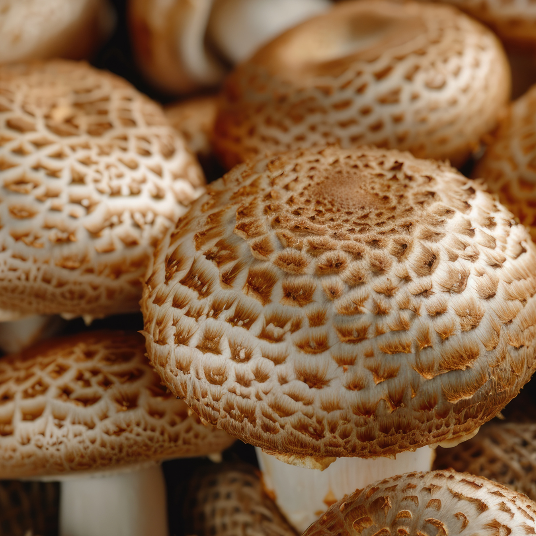 Shiitake