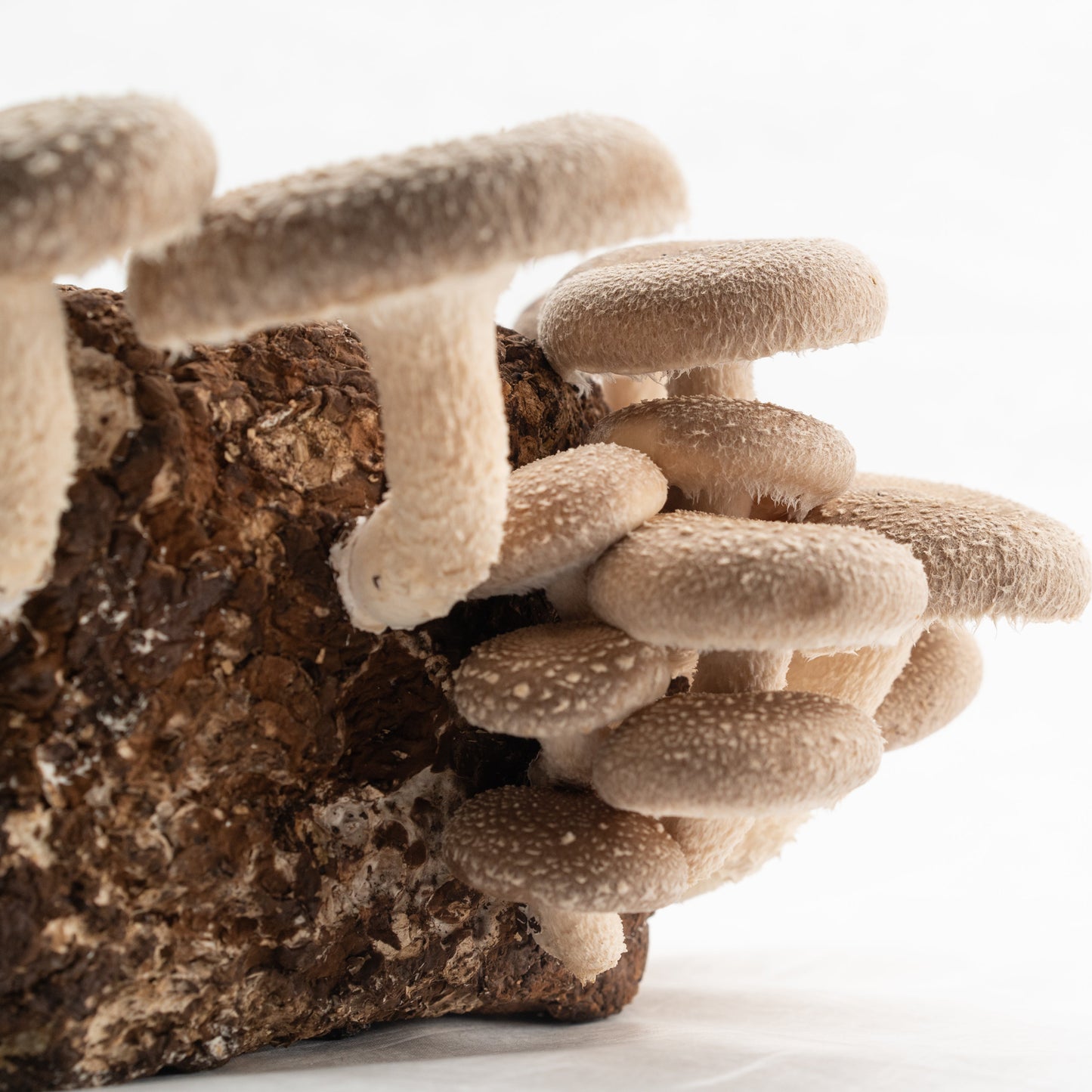 Shiitake Mushroom Grow Kit - Oak & Soy Hull with Millet Grain