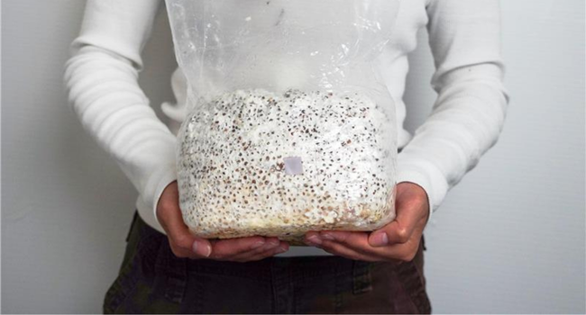 Inoculate your grain spawn bag with liquid culture
