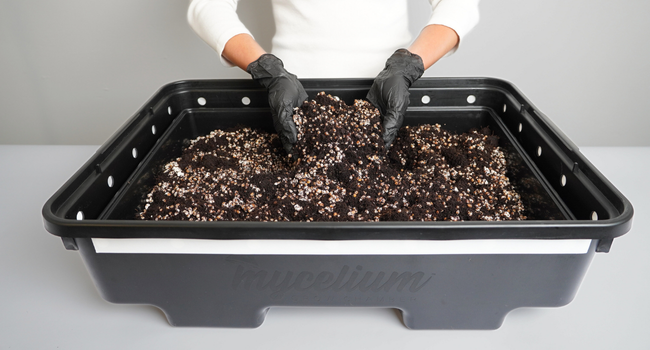 Mix CVG with fully colonized grain spawn