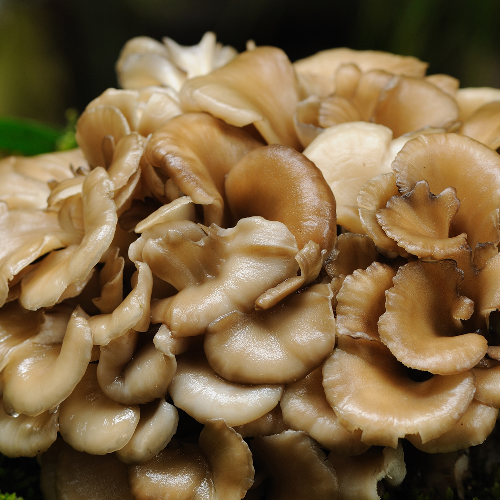 
                      
                        Maitake Mushroom Grow Kit - Oak & Soy Hull with Millet Grain
                      
                    