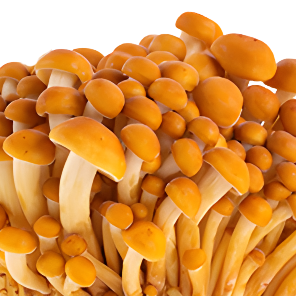 
                      
                        Golden Enoki Mushroom Grow Kit - Oak & Soy Hull with Millet Grain
                      
                    