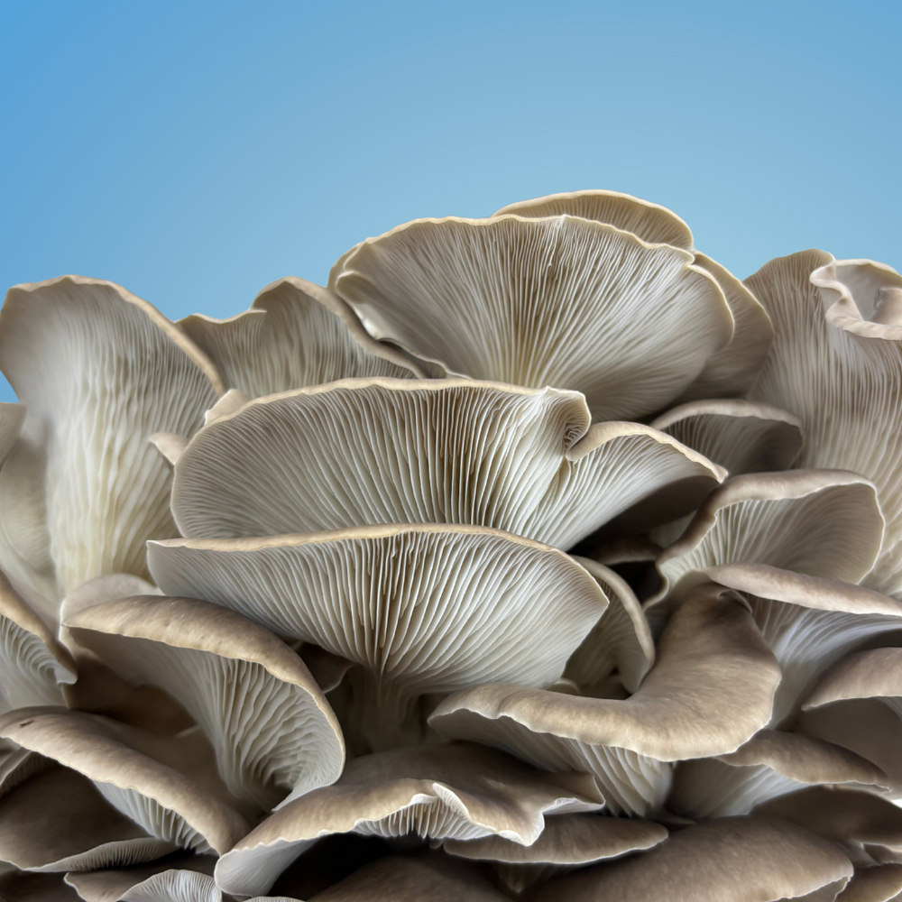 Mycelium Life