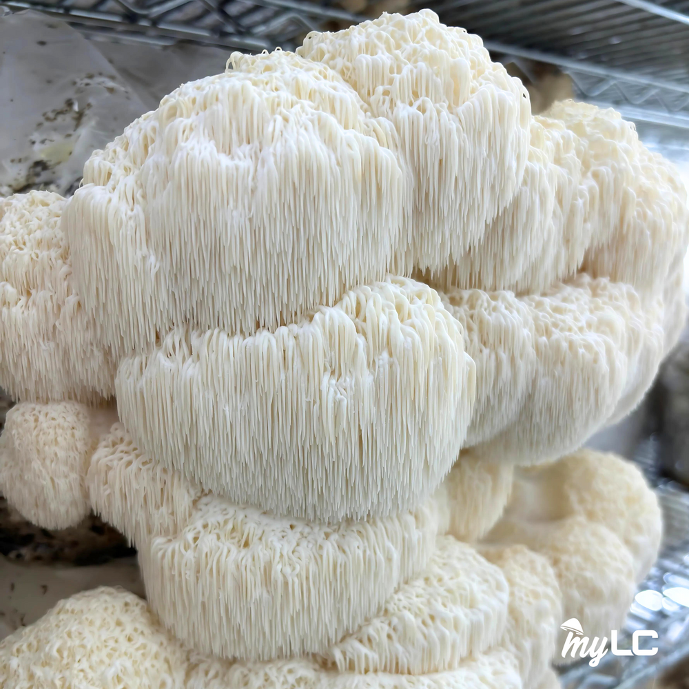 
                      
                        Organic Lion's Mane Mushroom Liquid Culture
                      
                    