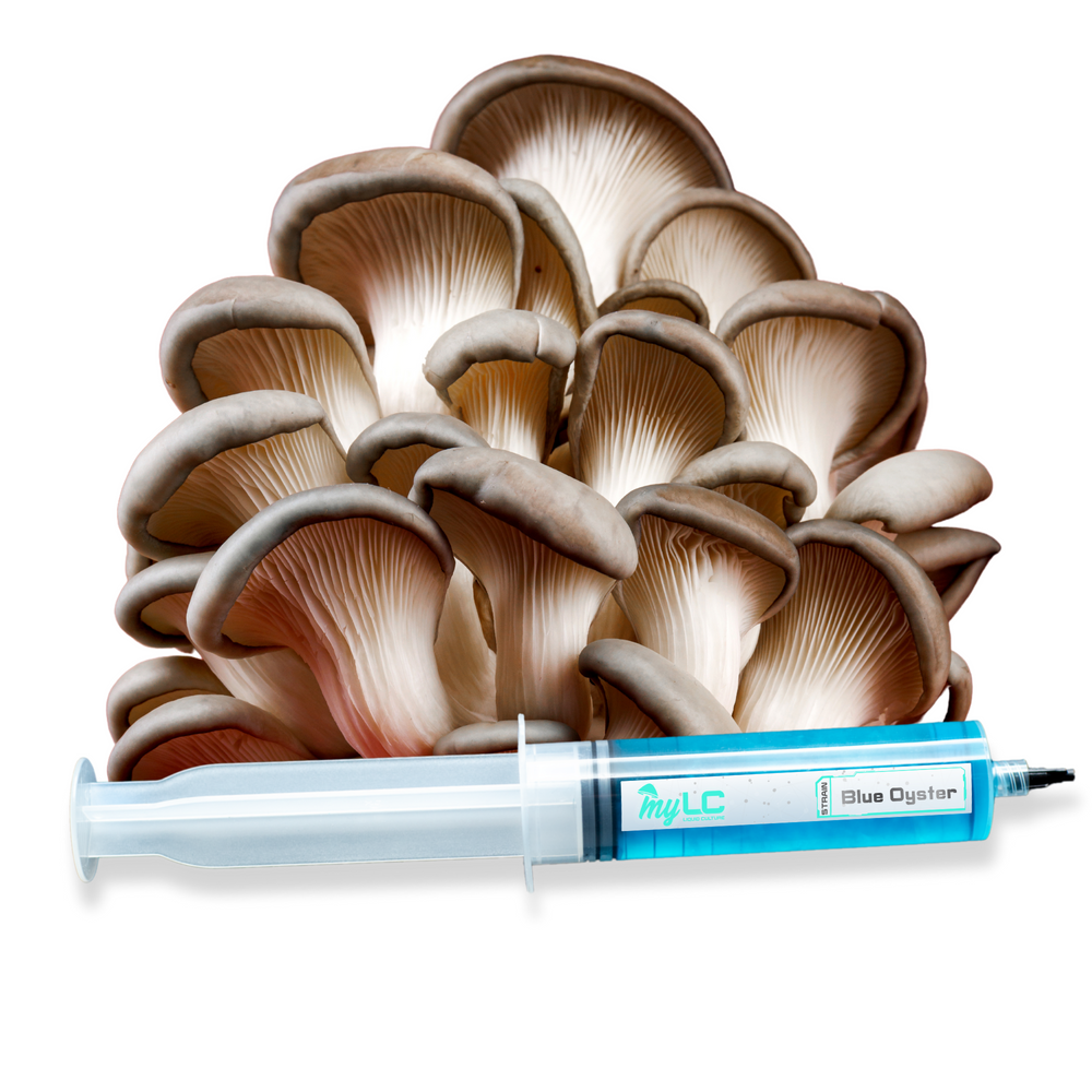 
                      
                        Organic Blue Oyster Mushroom Liquid Culture
                      
                    