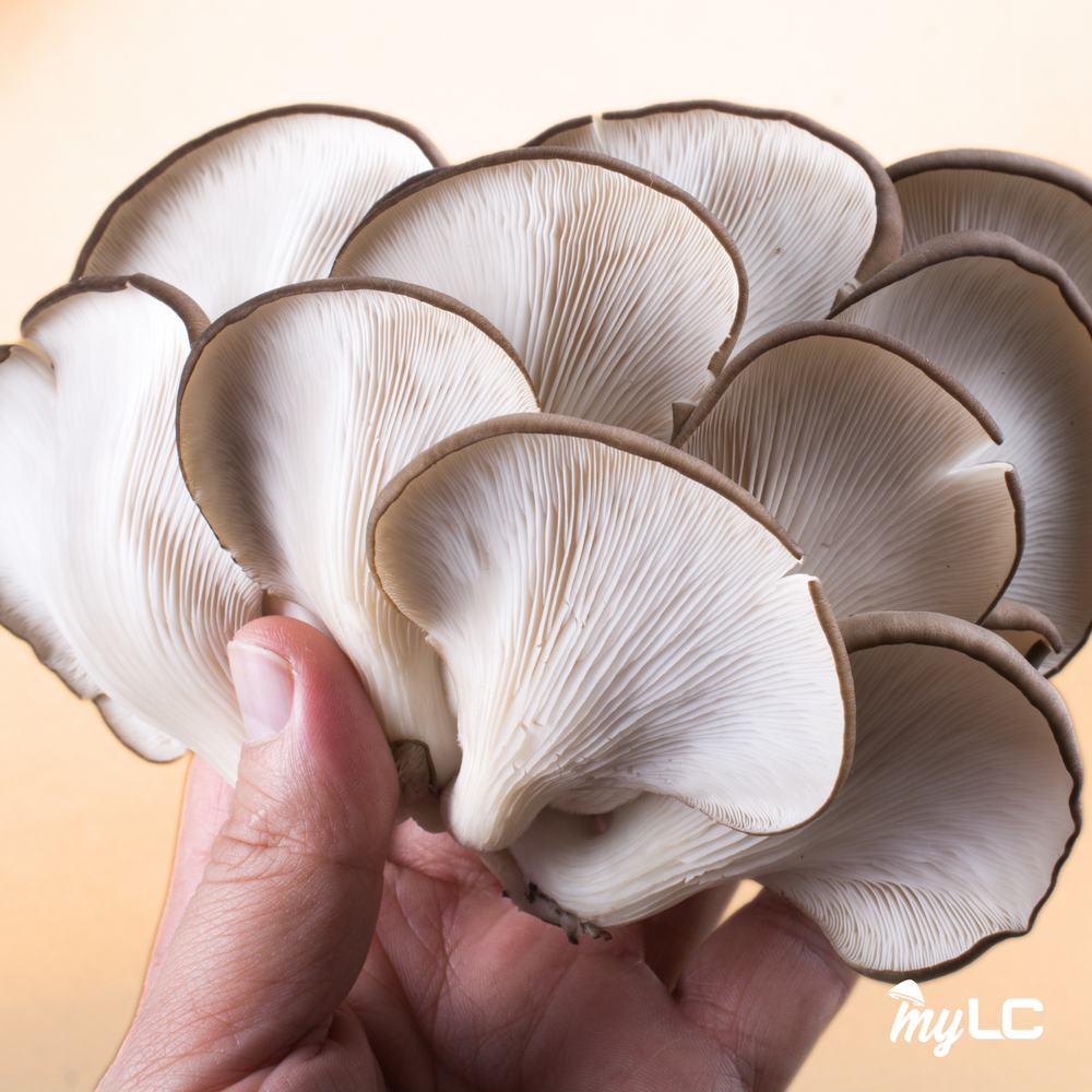 
                      
                        Organic Blue Oyster Mushroom Liquid Culture
                      
                    