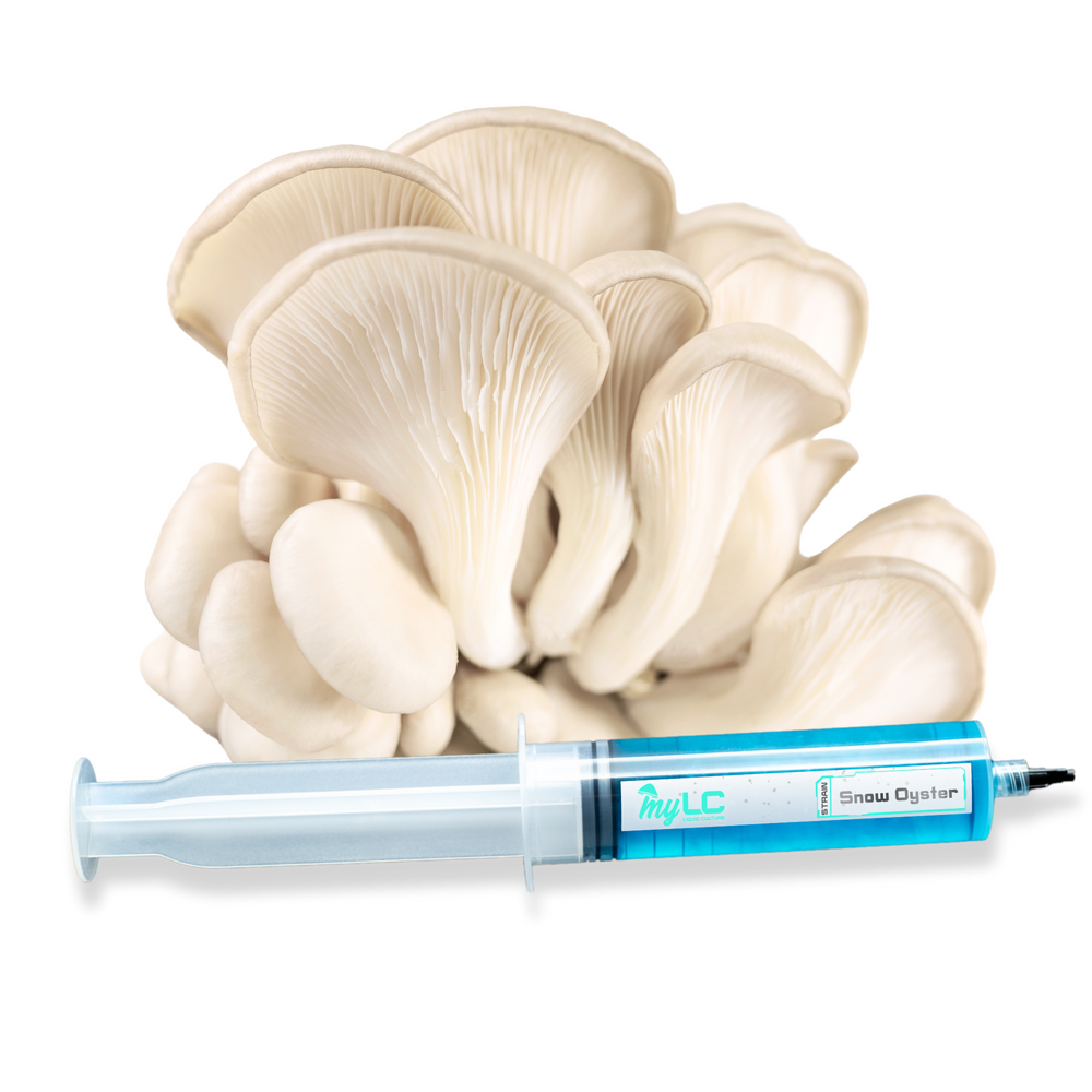 
                      
                        Organic Snow Oyster Mushroom Liquid Culture
                      
                    