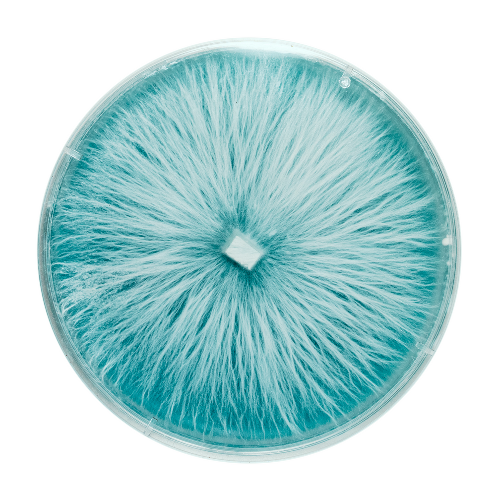 
                      
                        Organic Lion's Mane Mushroom Culture Plate
                      
                    