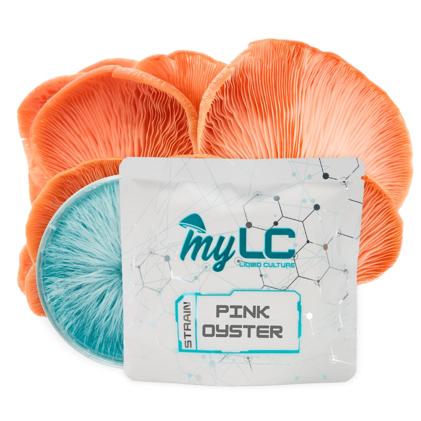 Organic Pink Oyster 90mm Culture Plate