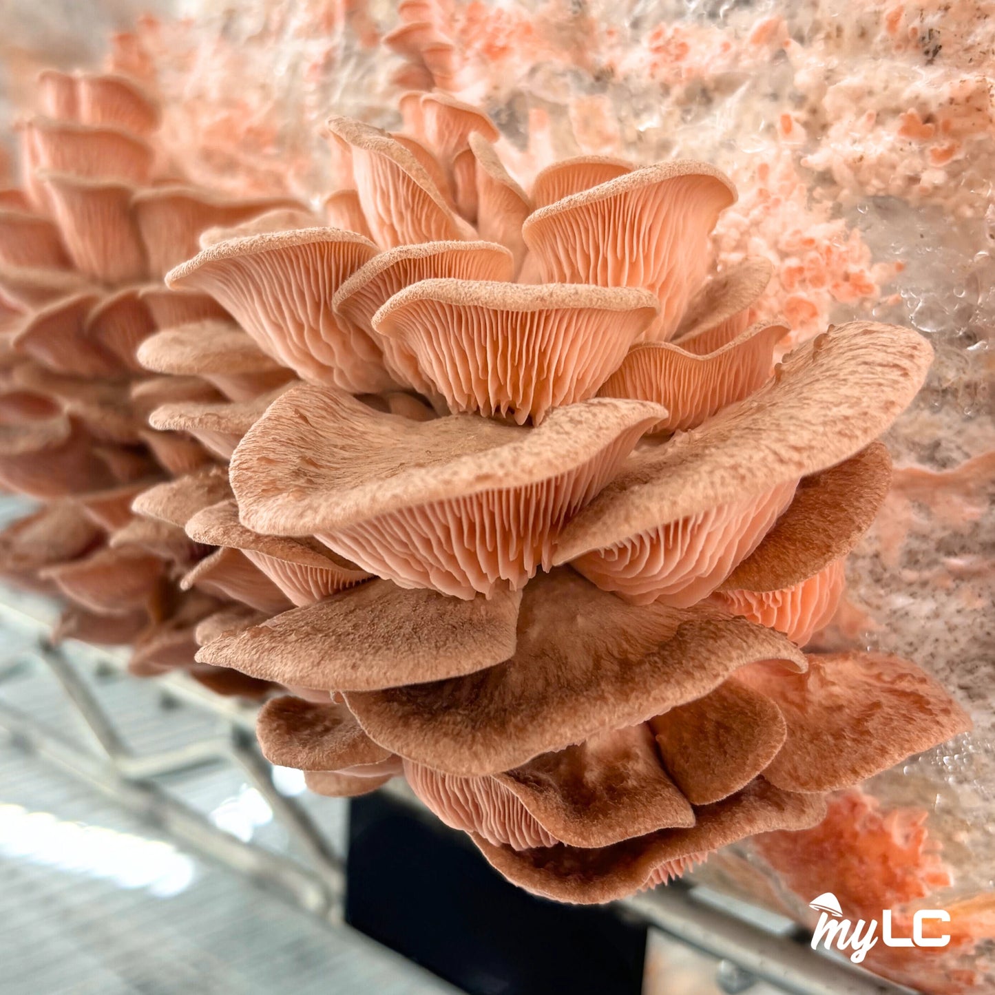 Organic Pink Oyster 90mm Culture Plate