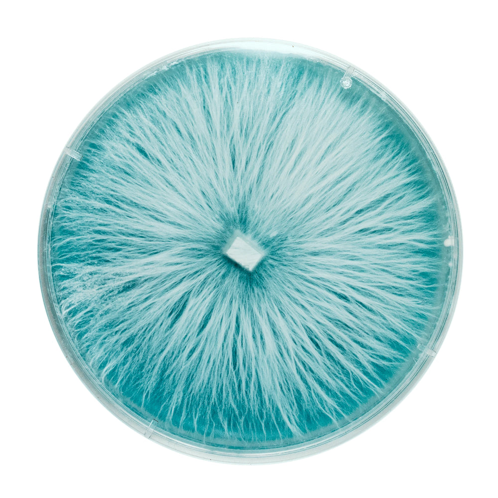 
                      
                        Organic Pink Oyster 90mm Culture Plate
                      
                    