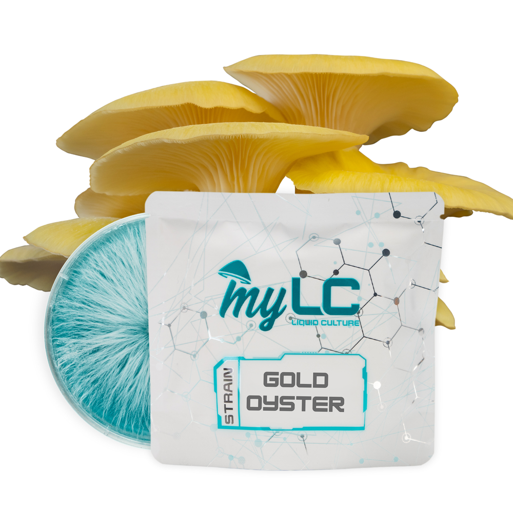 Organic Gold Oyster 90mm Culture Plate