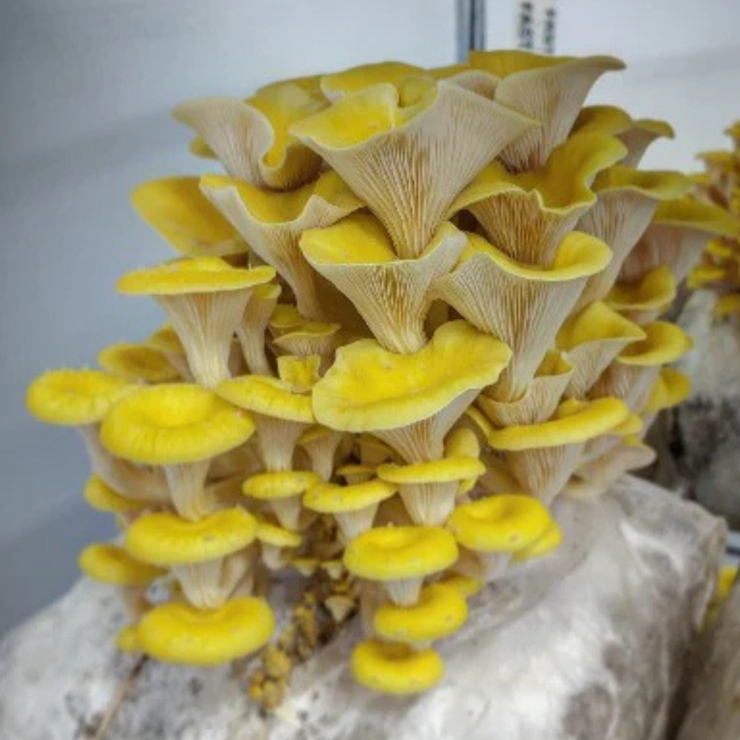 Organic Gold Oyster 90mm Culture Plate