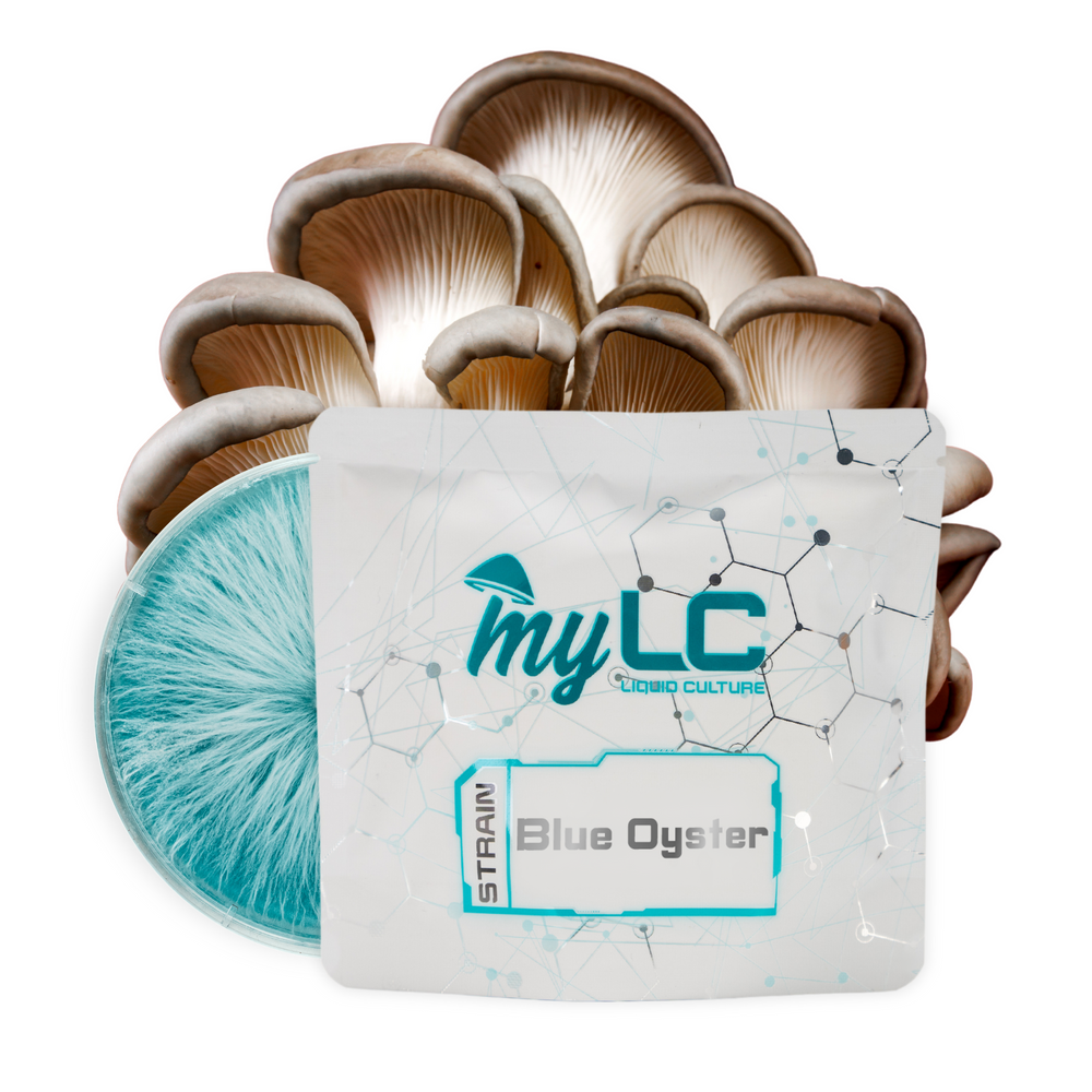 
                      
                        Organic Blue Oyster Mushroom Culture Plate
                      
                    