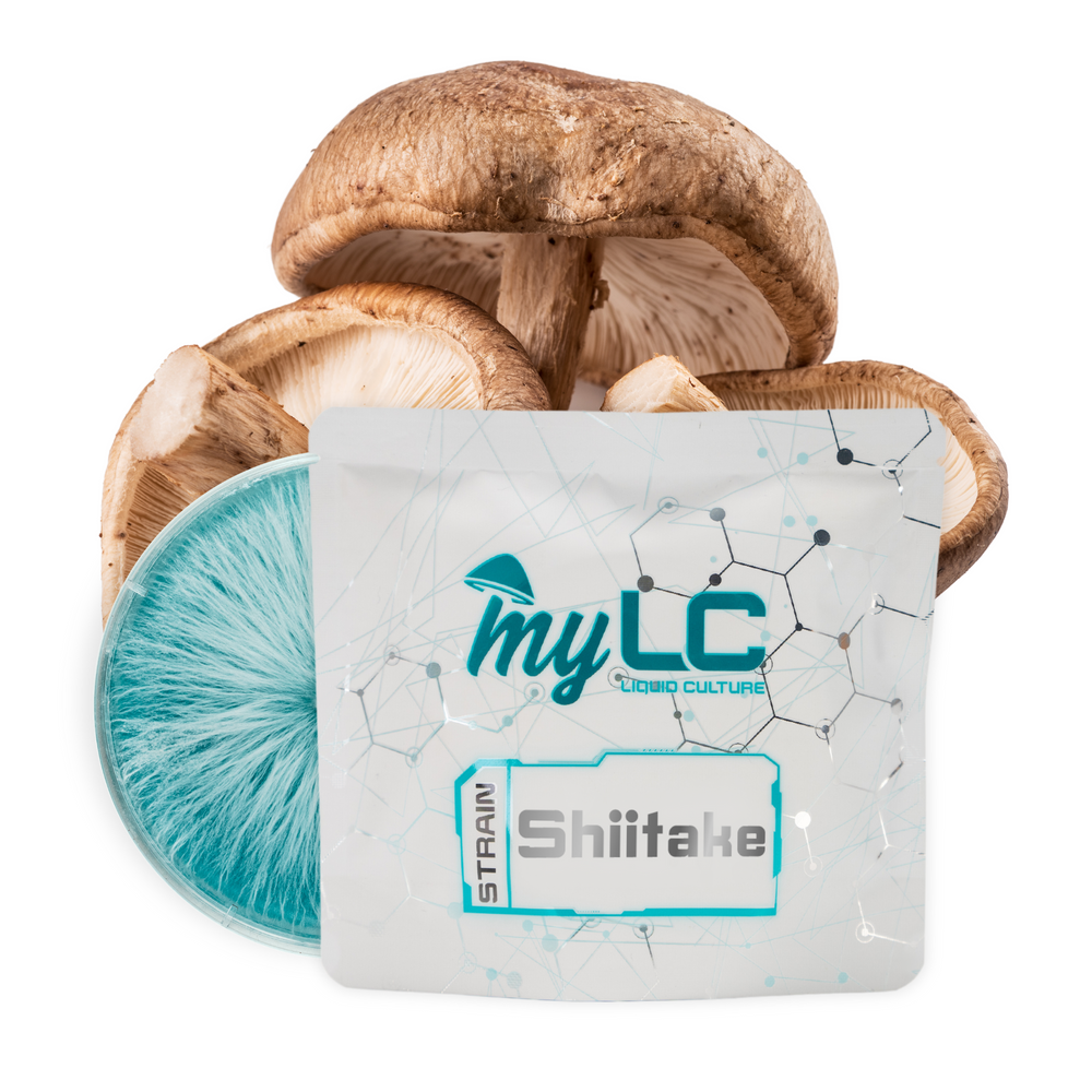 
                      
                        Organic Shiitake Mushroom Culture Plate
                      
                    