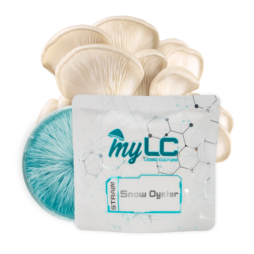 
                      
                        Organic Snow Oyster Mushroom Culture Plate
                      
                    