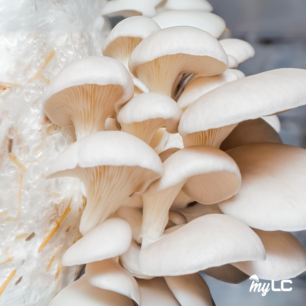 
                      
                        Organic Snow Oyster Mushroom Culture Plate
                      
                    