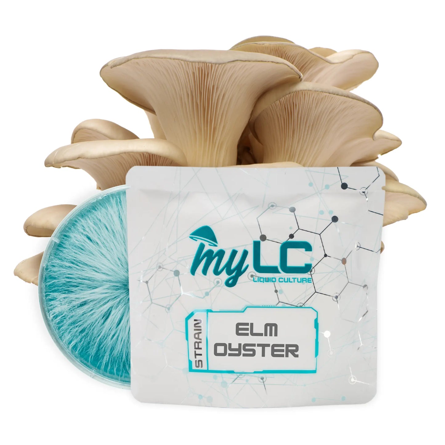Organic Elm Oyster 90mm Culture Plate