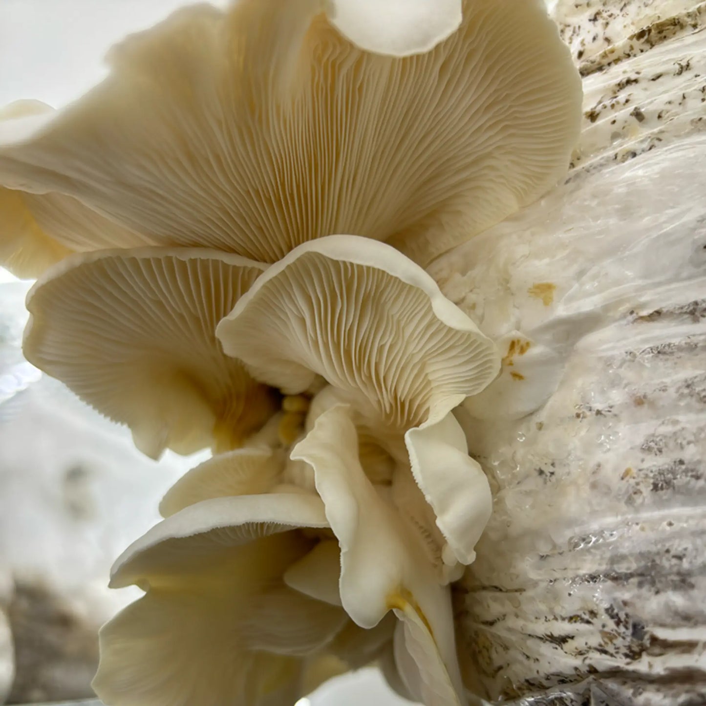 Organic Elm Oyster 90mm Culture Plate