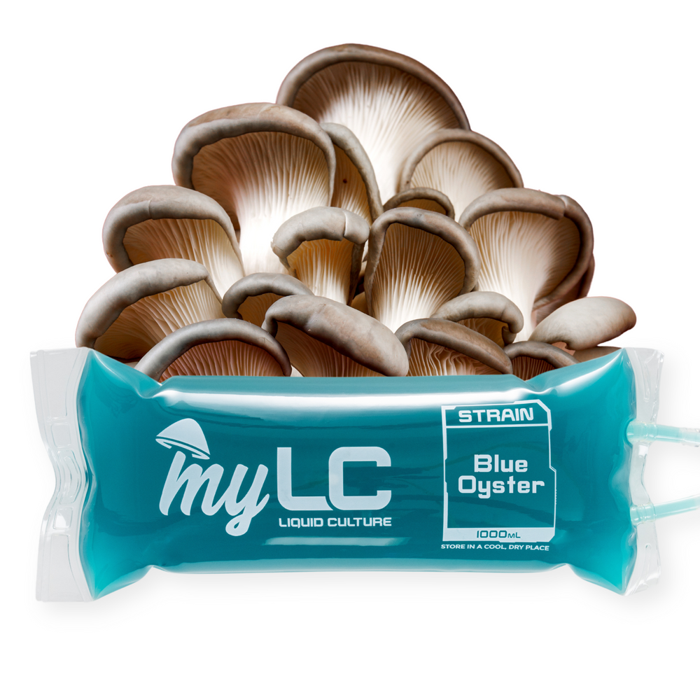 
                      
                        Blue Oyster Liquid Culture IV Bag
                      
                    