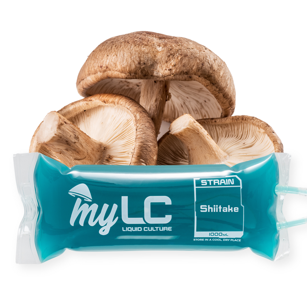 
                      
                        Shiitake Liquid Culture IV Bag
                      
                    