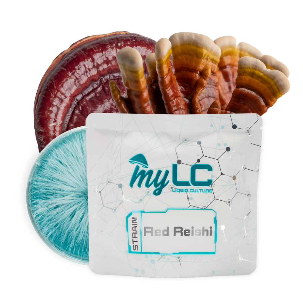 Organic Red Reishi Mushroom Culture Plate