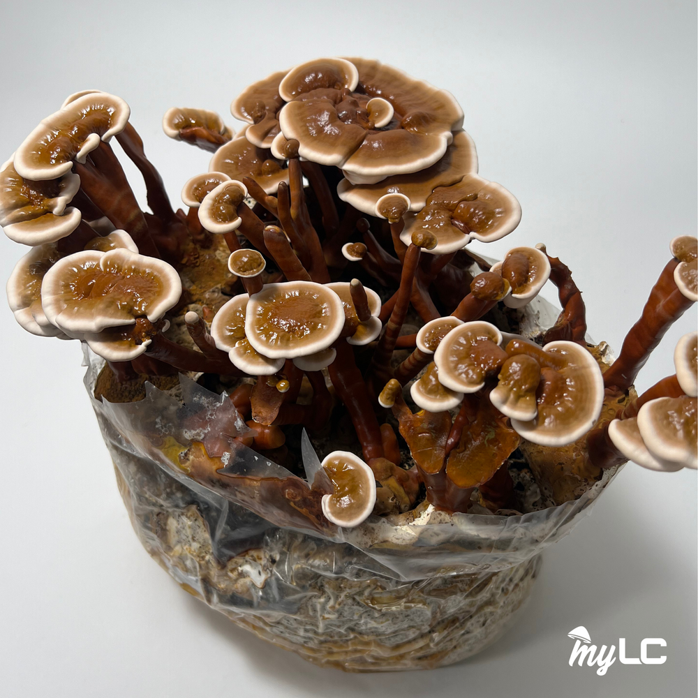 
                      
                        Organic Red Reishi Mushroom Culture Plate
                      
                    