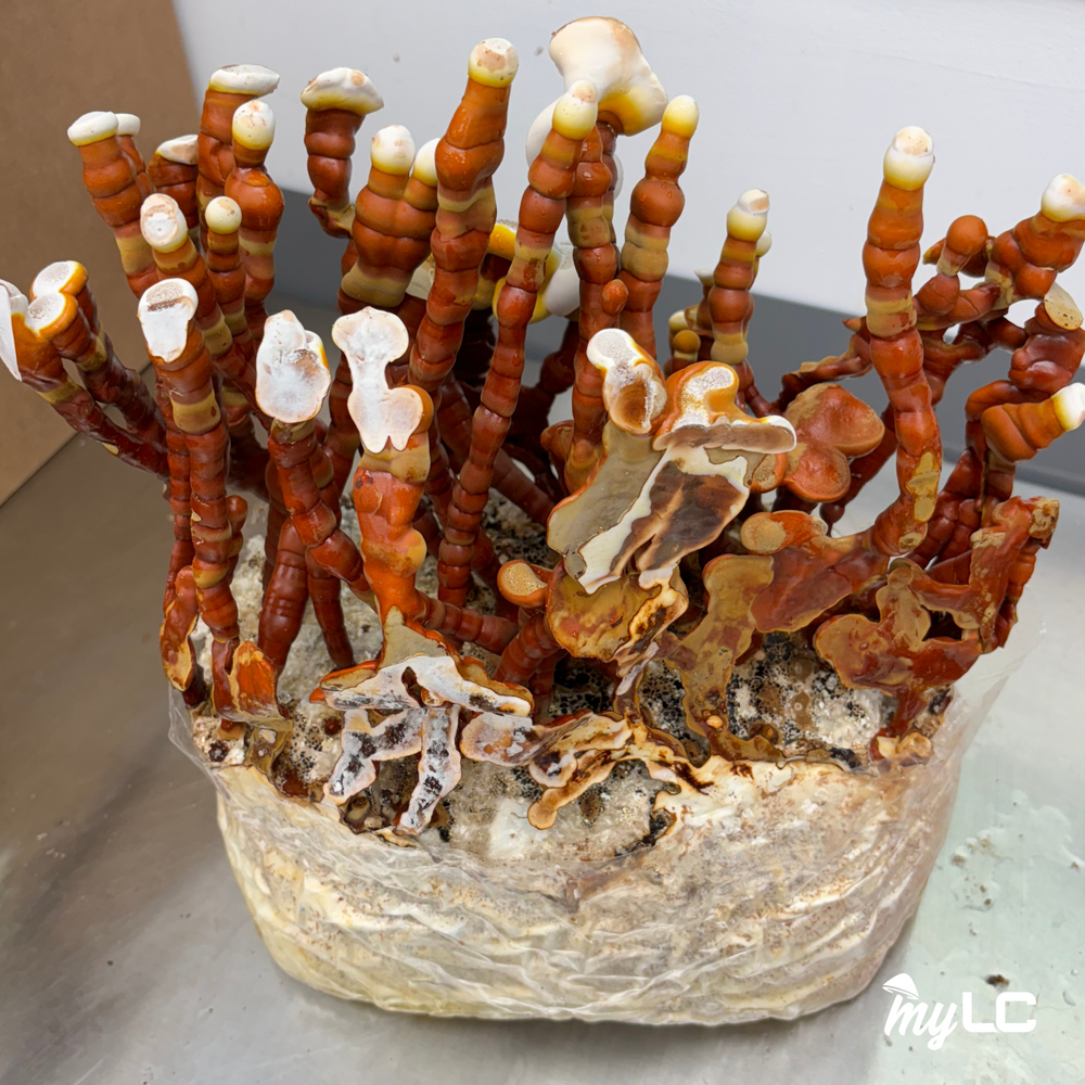 
                      
                        Organic Antler Reishi Mushroom Culture Plate
                      
                    