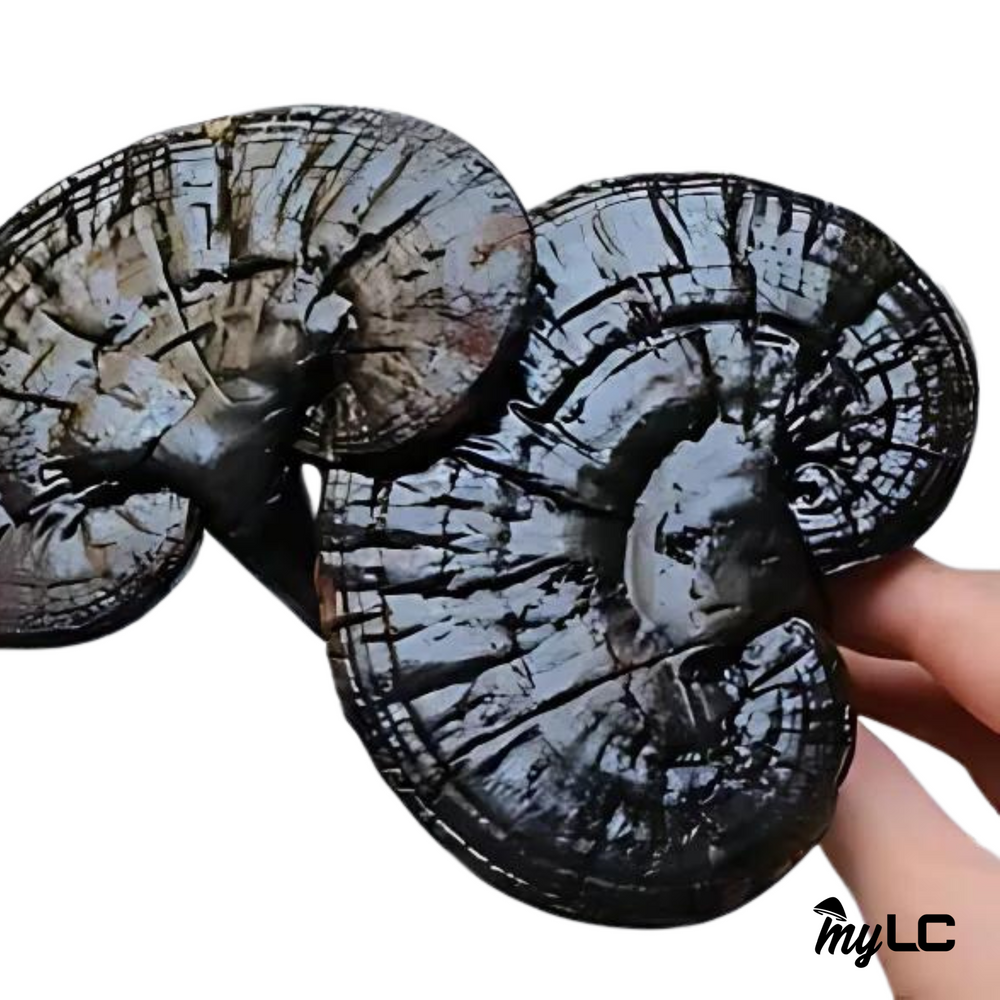 Organic Black Reishi Mushroom Culture Plate