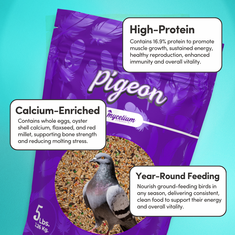 
                      
                        Pigeon Protein
                      
                    