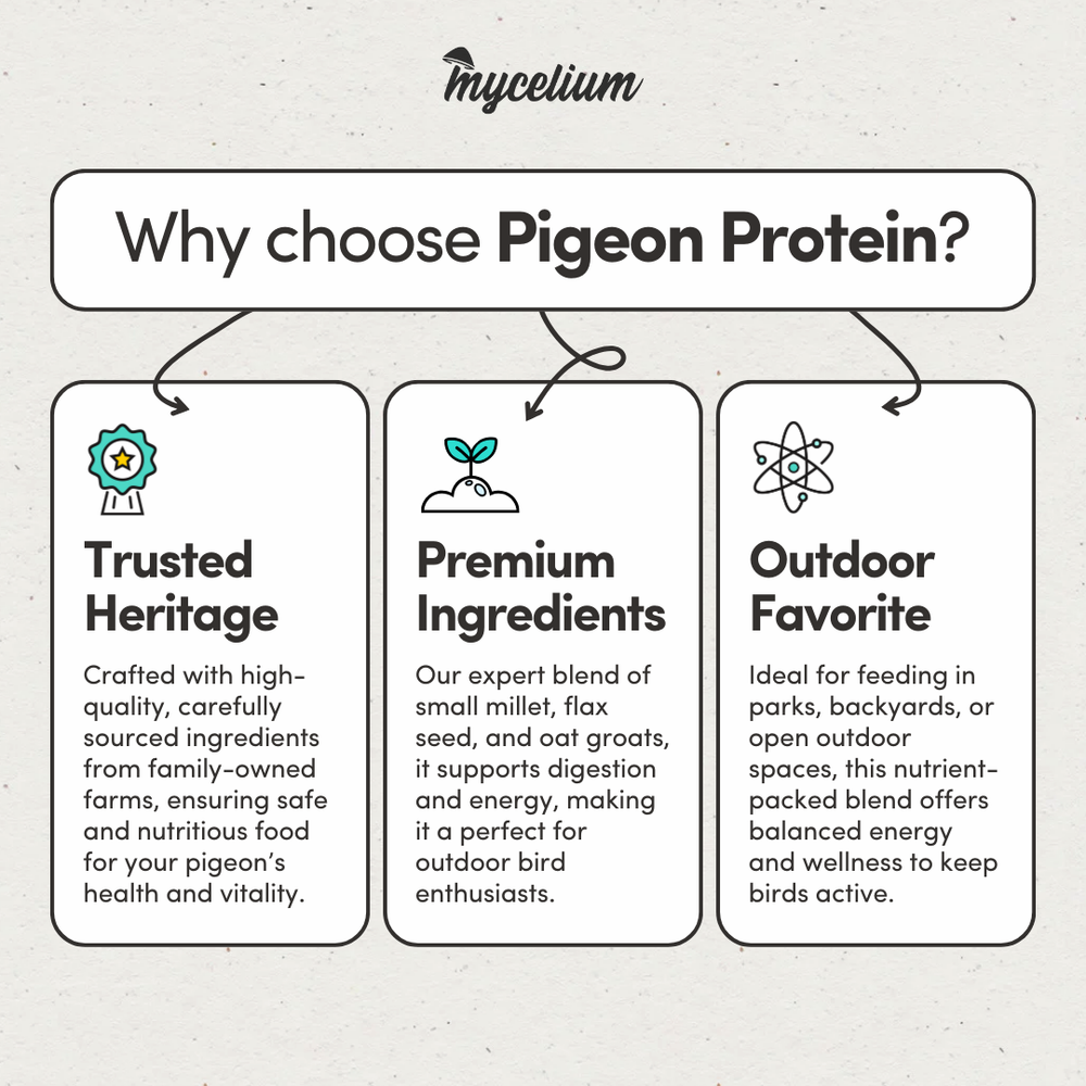 
                      
                        Pigeon Protein
                      
                    