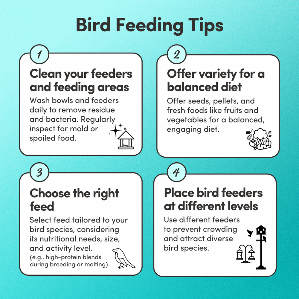 
                      
                        Small Hookbill Feed
                      
                    