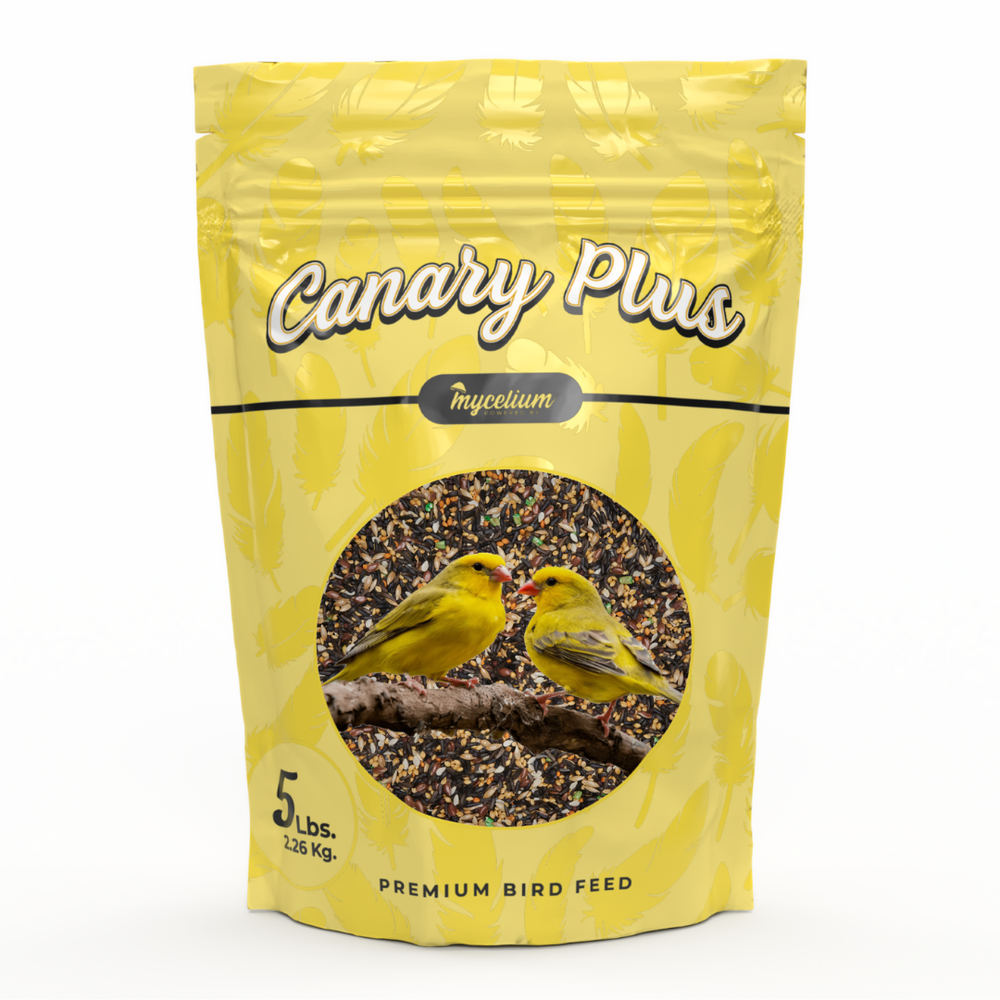 
                      
                        Canary Feed
                      
                    