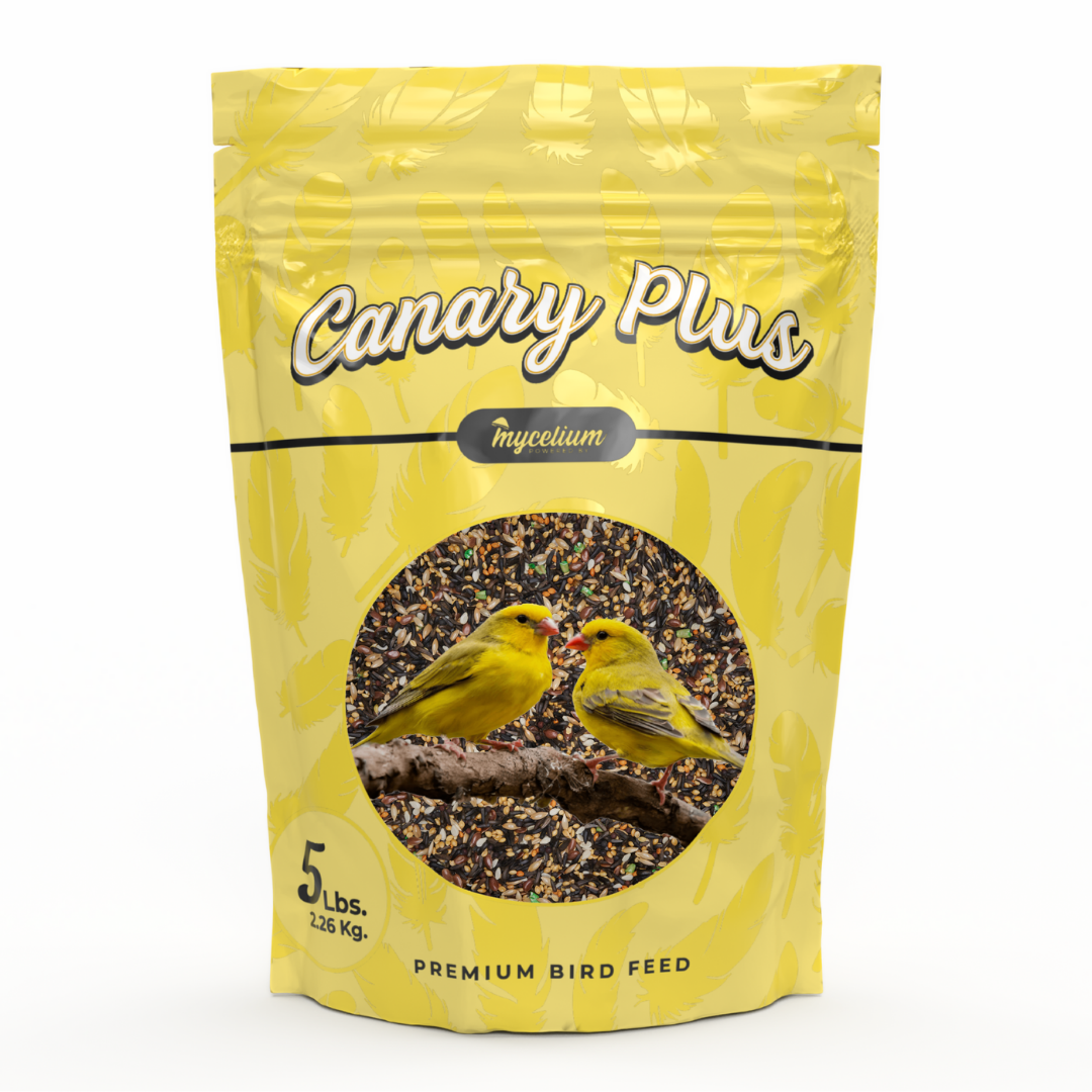 Canary Feed