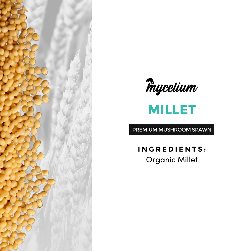 
                      
                        Millet Grain
                      
                    